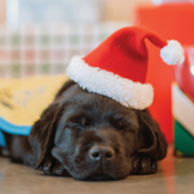Team Page: Santa Paws (Wine Country Chapter)